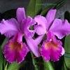 Cattleya Maggie Raphael Purple C dowiana x C trianae